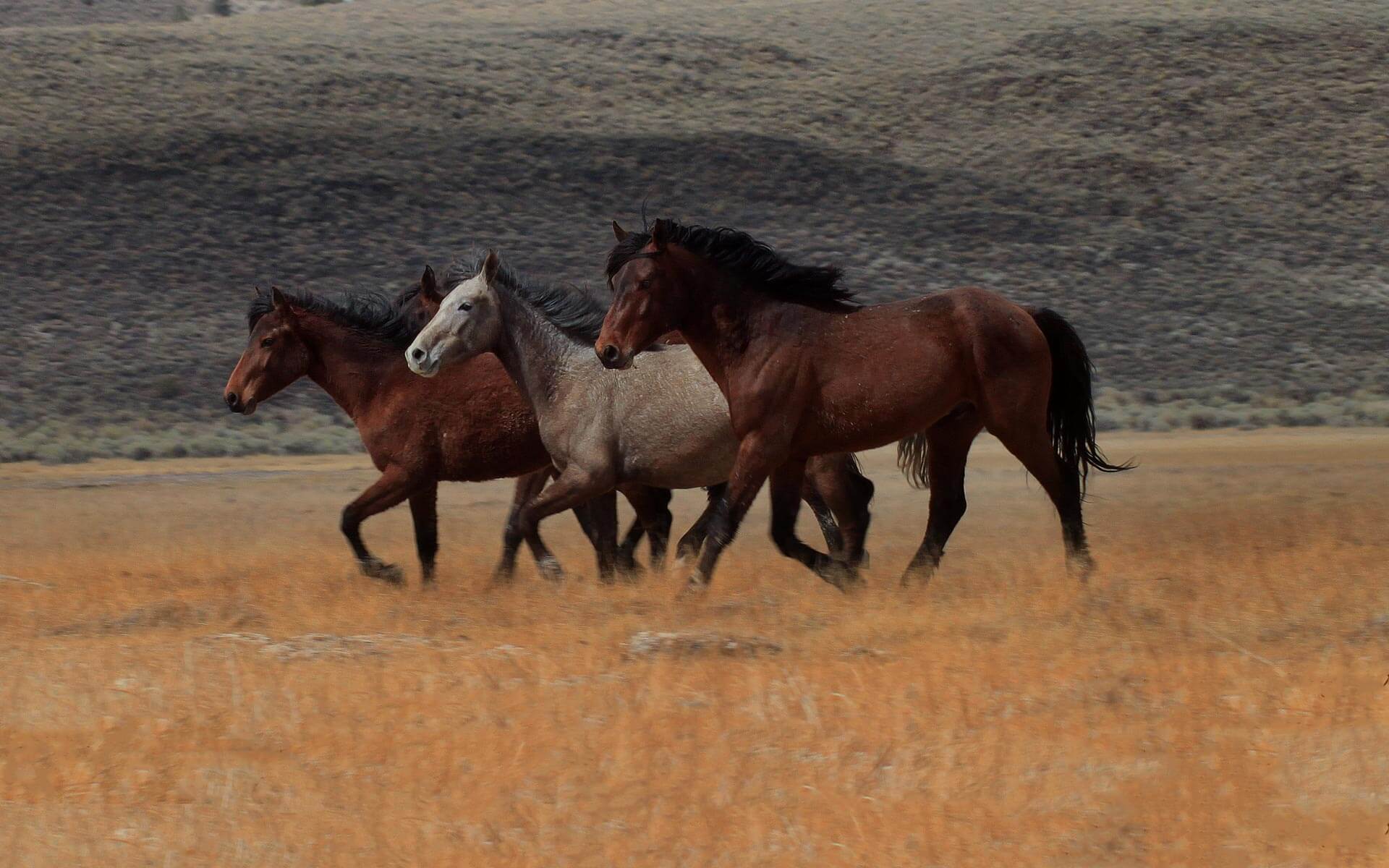 home_horse_riding_parallax1